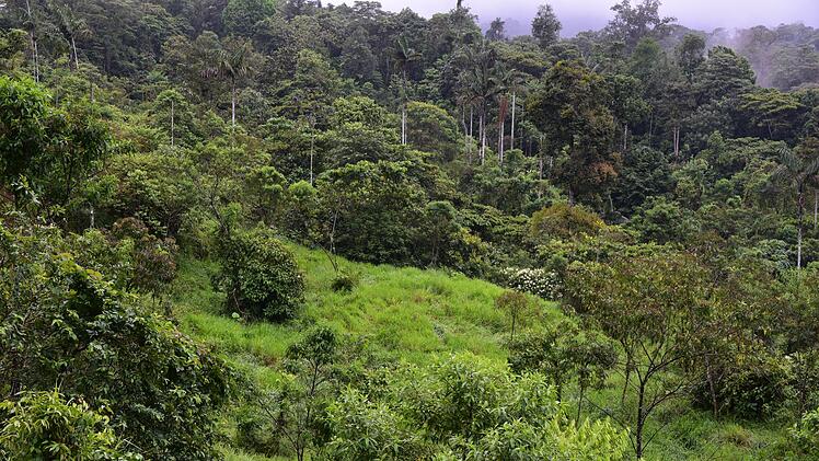 Hoffnung f&uuml;r gerodete Regenwald-Fl&auml;chen