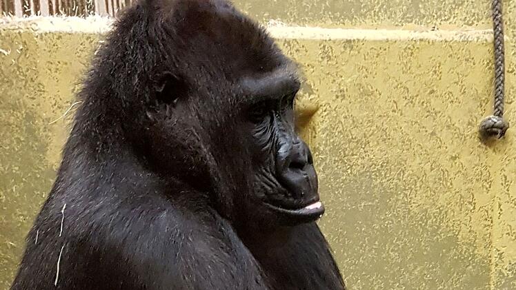 Gorilla Tiergarten Nürnberg
