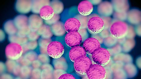MRSA bacteria or superbug bacteria