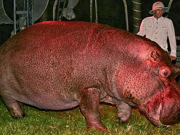 Der "Circus Voyage" gastierte bereits 2008 in Kronach. Auch damals hatte er ein Flusspferd dabei.