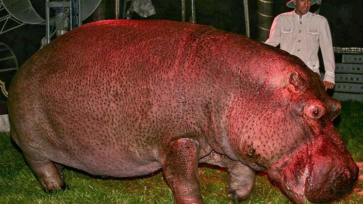 Der "Circus Voyage" gastierte bereits 2008 in Kronach. Auch damals hatte er ein Flusspferd dabei.