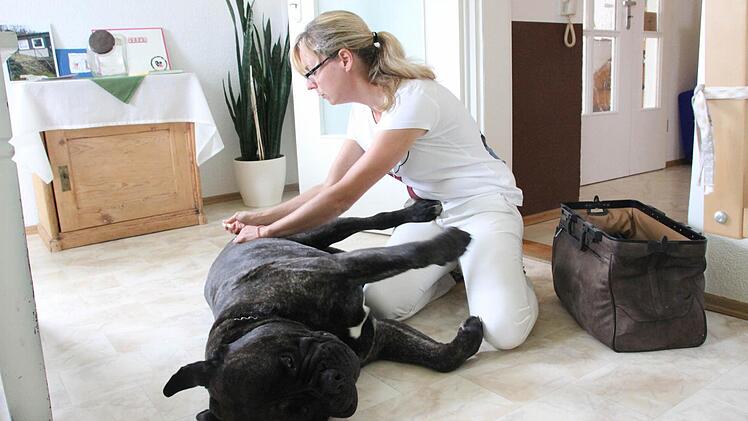 Buddy ist ganz entspannt, obwohl es eine Spritze von Tierärztin Sabine Sell gibt. Foto: Heike Beudert