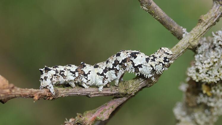 Catocala promissa: Wenn die Raupe auf einem flechtenbewachsenen Eichenstamm sitzt, ist sie fast  unsichtbar,Foto: Oskar Jungklaus