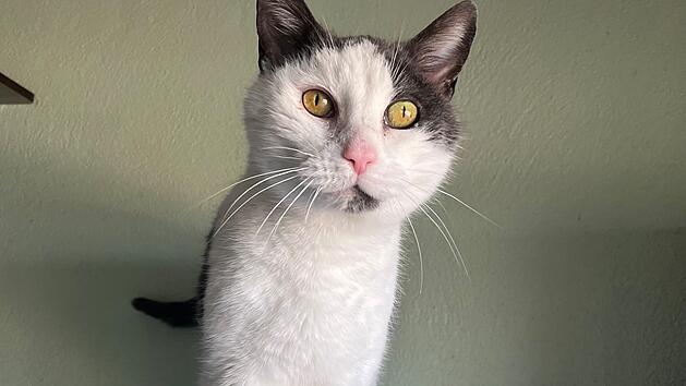 Tierheim Bamberg: Kuschelbed&uuml;rftiger Kater Mautzi sucht neues Zuhause