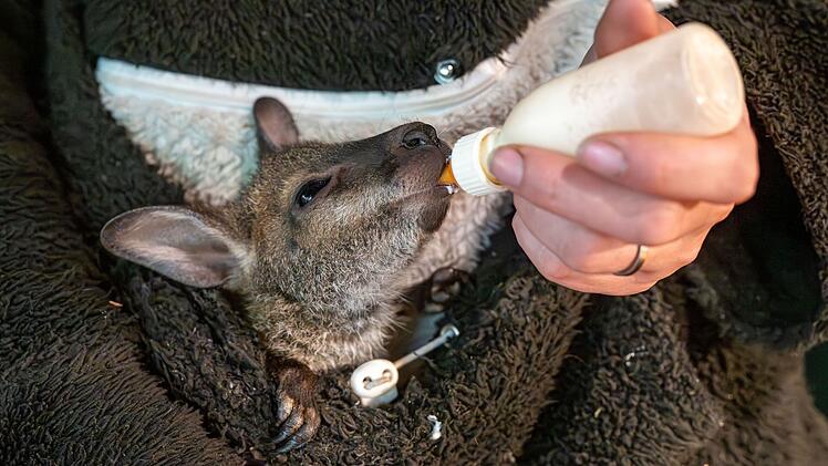 K&auml;ngurubaby verliert Mutter an Krankheit - Zoo-Chefin zieht es in Pulli auf