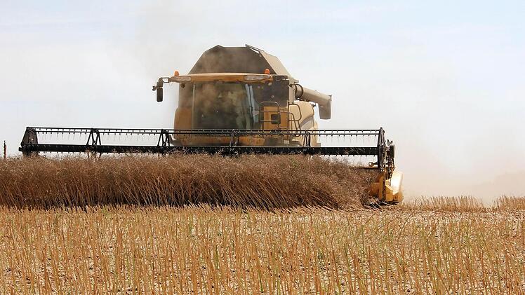 Wie ein gefrässiges Monster kommt der XXL-Mähdrescher daher: Max Freiherr von Truchseß aus Bundorf beobachtet dabei, als Beifahrer wie der Raps auf den Rotenhan'schen Feldern bei Sendelbach geerntet wird.