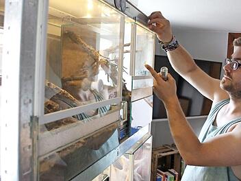 Tobias Dömling hält in seinen Terrarien im Wohnzimmer zwölf Vogelspinnen. Gefüttert werden die Achtbeiner mit großen Schaben.