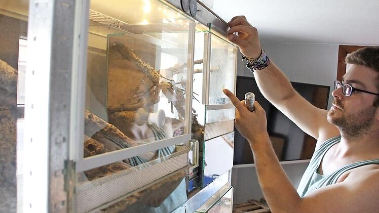 Tobias Dömling hält in seinen Terrarien im Wohnzimmer zwölf Vogelspinnen. Gefüttert werden die Achtbeiner mit großen Schaben.