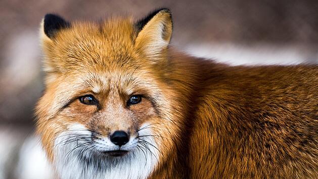 Jeder vierte Fuchs in Bayern hat den Fuchsbandwurm