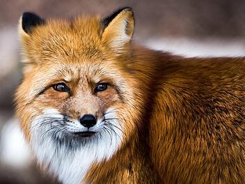 Jeder vierte Fuchs in Bayern hat den Fuchsbandwurm