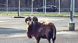 April: Ein ausgebüchster Widder hält im April die Polizei in Atem. Zu welcher Rasse gehört das Tier?a) Heidschnuckeb) Kamerunschafc) Coburger Fuchsschaf