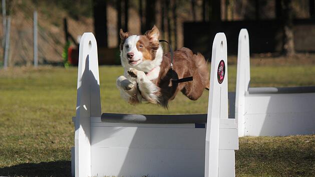 Nur Fliegen ist sch&ouml;ner: Alexandra Koenens Australian Shepherd Nala beim sogenannten Flyball. Hier m&uuml;ssen die Hunde Hindernisse &uuml;berqueren, einen Ball fangen und zur&uuml;ck zum Start bringen. Der beliebte Sport wird auch beim Hundesportverein in Stadtsteinach angeboten.privat