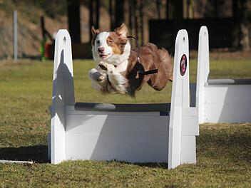 Nur Fliegen ist schöner: Alexandra Koenens Australian Shepherd Nala beim sogenannten Flyball. Hier müssen die Hunde Hindernisse überqueren, einen Ball fangen und zurück zum Start bringen. Der beliebte Sport wird auch beim Hundesportverein in Stadtsteinach angeboten.privat