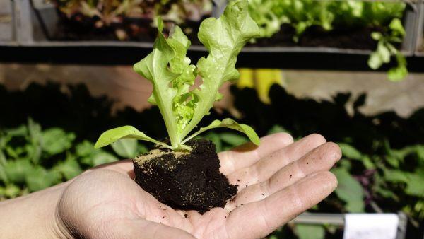 Vorgezogene Setzlinge sparen Zeit und Arbeit. Foto: inFranken.de