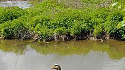 Aurachgans  mit Logenplatz