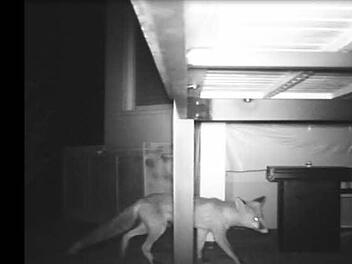 Die Aufnahme zeigt den Fuchs, wie er um das Haus schleicht. Foto: privat