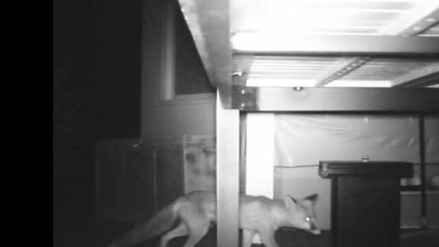Die Aufnahme zeigt den Fuchs, wie er um das Haus schleicht. Foto: privat