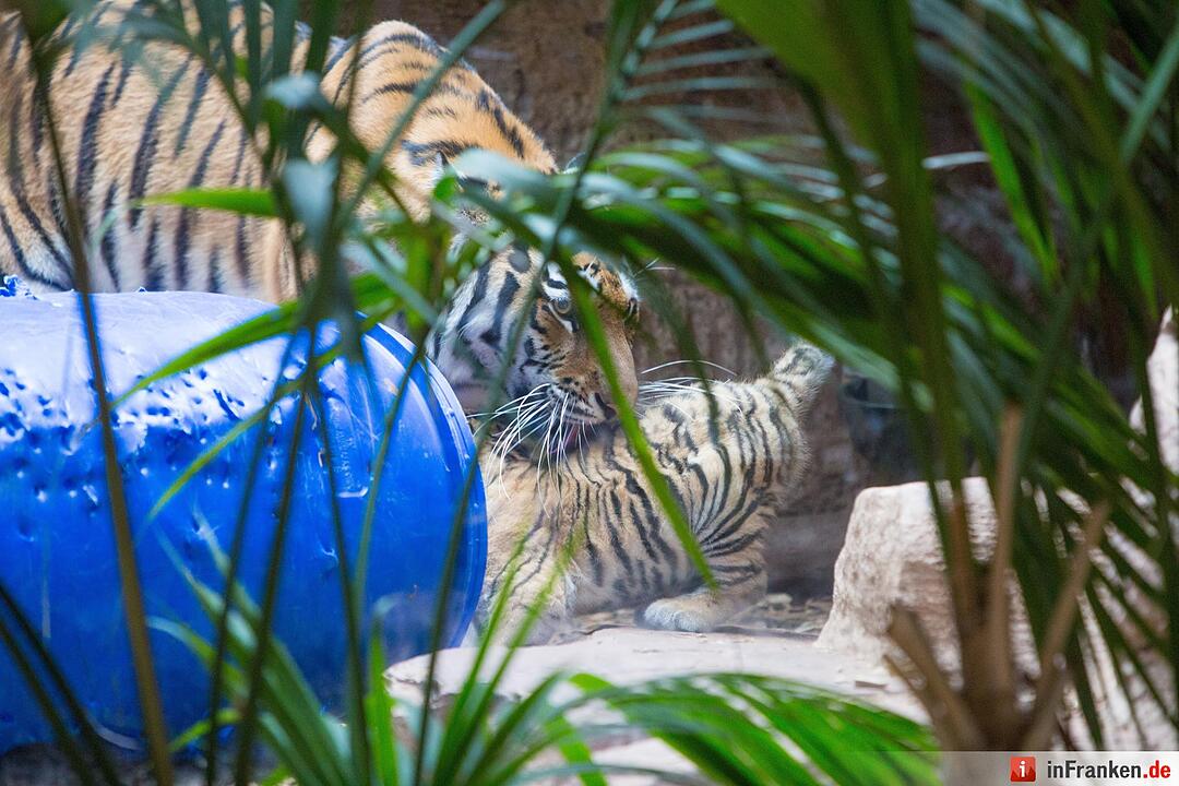 Tigergarten Nürnberg: Nachwuchs bei den Sibirischen Tigern