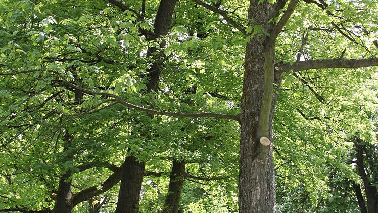 Impressionen aus den Kulmbacher Stadtparks Foto: Jürgen Gärtner
