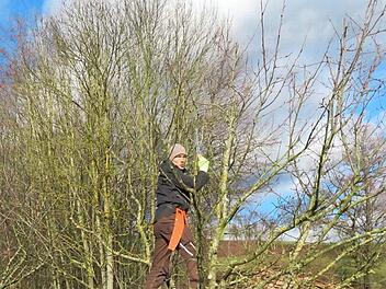 "Wir fangen von oben an und schneiden uns sozusagen den Weg frei", sagte Kreisfachberater Michael Stromer und kletterte in den Apfelbaum. Fotos: Monika Schütz