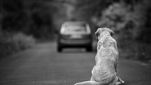 Auto, Hund, Straße, Unfall