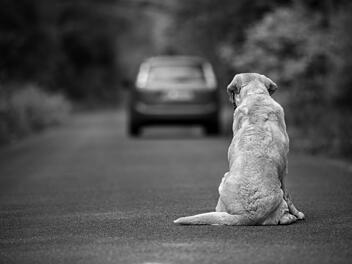 Auto, Hund, Straße, Unfall