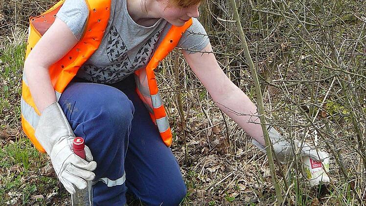 Jasmin Heußiger fischt Schnapsflachen und Kaffeebecher aus der Dornenhecke an der Straße nach Feldbuch.