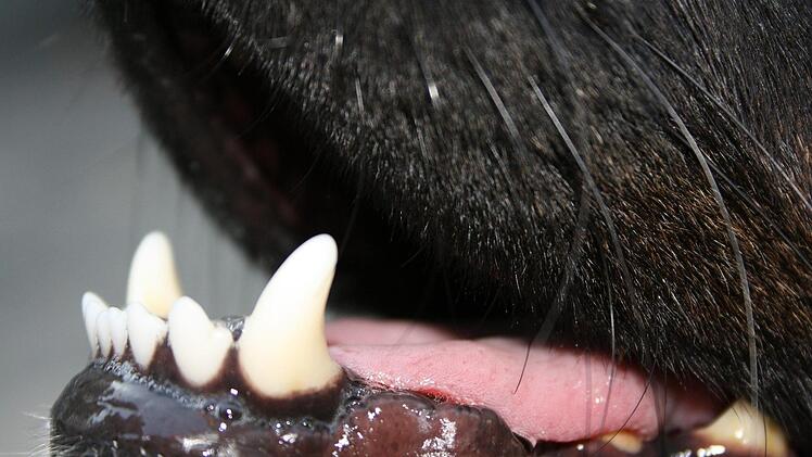 Nürnberg: Frau von Hund gebissen und schwer verletzt
