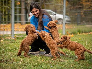 Tierheim N&uuml;rnberg mit Update zu Pudelwelpen - "endlich ist es so weit"