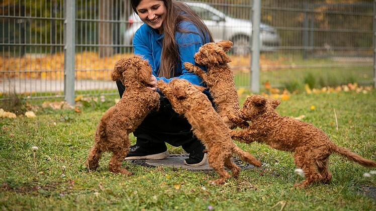 Tierheim Nürnberg mit Update zu Pudelwelpen - "endlich ist es so weit"