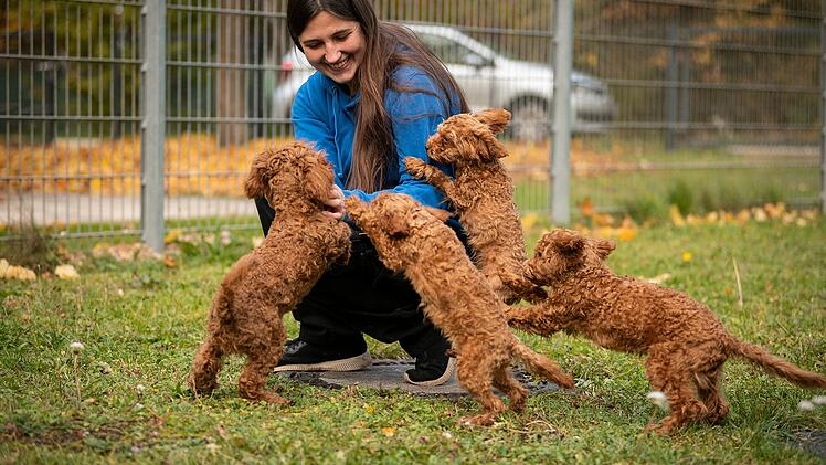 Tierheim Nürnberg mit Update zu Pudelwelpen - "endlich ist es so weit"