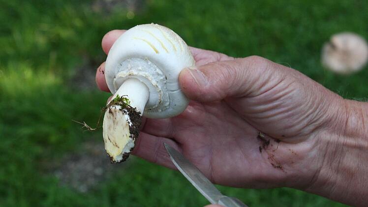 Beim Anschneiden zeigt sich sofort eine Gelbfärbung - typisch für giftige Pilze, wie der Biologe sagt. Foto: Evi Seeger