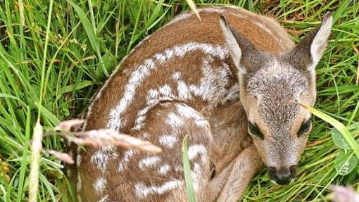 Ein Rehkitz verbirgt sich im Gras - das kann gefährlich werden.  Foto: BJV