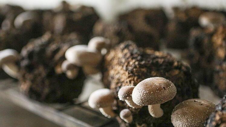 Der aus Asien stammende Shiitake ist ein beliebter Speisepilz. Foto: Barbara Herbst