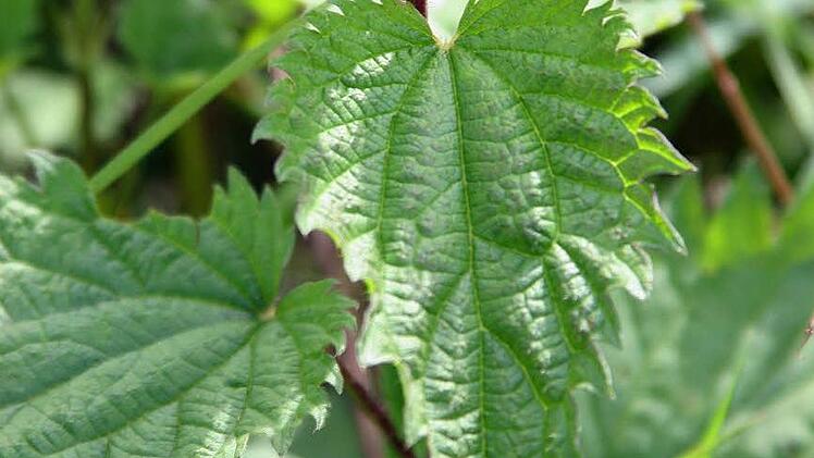 Im Alpengebiet essen viele alte Leute täglich Brennnesselsamen als Vitaltonikum. Foto: dpa