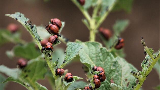Das trockene und warme Wetter hat an sehr vielen Orten heuer für eine richtige Kartoffelkäferinvasion gesorgt. Foto: Jupp Schröder.