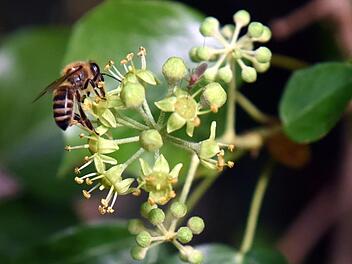 Eine Biene fliegt eine Blüte an. Die Stadt Haßfurt befürchtet, dass durch Pflanzenschutzmittel die Insekten ihre Lebensgrundlage verlieren. Deshalb sprach sie das Glyphosat-Verbot für ihre Flächen aus.  Maurizio Gambarini/dpa