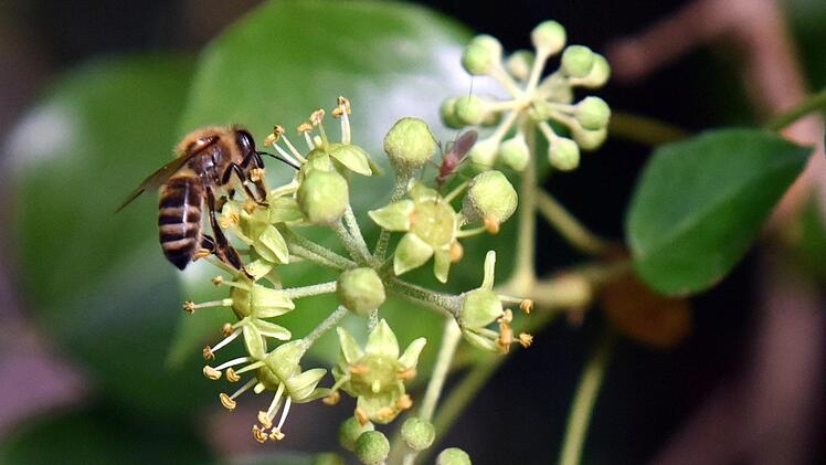 Eine Biene fliegt eine Blüte an. Die Stadt Haßfurt befürchtet, dass durch Pflanzenschutzmittel die Insekten ihre Lebensgrundlage verlieren. Deshalb sprach sie das Glyphosat-Verbot für ihre Flächen aus.  Maurizio Gambarini/dpa