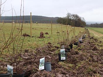 Am Rand der Streuobstwiese wurde ein Heckenriegel angelegt.