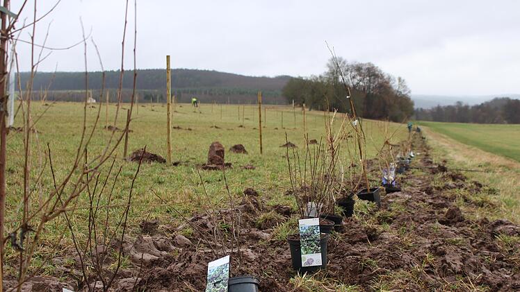 Am Rand der Streuobstwiese wurde ein Heckenriegel angelegt.