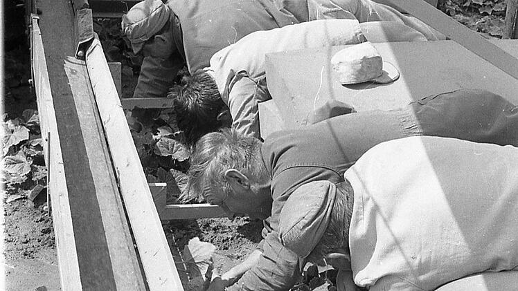 Dieses Bild ist ungewöhnlich, denn beim Gurkenpflücken waren hauptsächlich Erntehelferinnen und keine Männer im Einsatz. Es zeigt aber gut, wie gearbeitet werden musste.