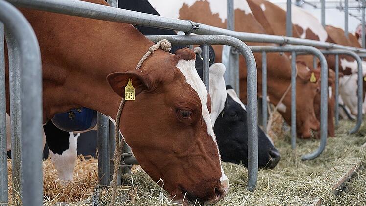 Die Haltung der MIlchkühe wird in vier Stufen unterteilt