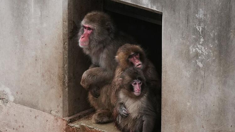 Affenbaby Punch in Japan