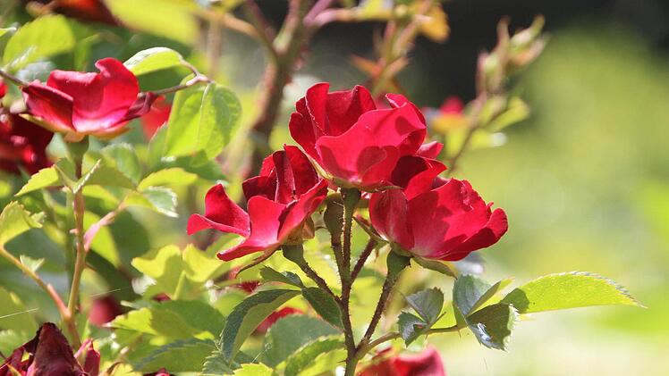 "Grobian" hat Franz Wänninger diese rote Kletterrose getauft - weil sie ihm beim Schneiden immer wieder die Stacheln zeigt.  Foto: Diana Fuchs