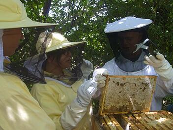 In der Umweltstation entnahmen Schüler Rähmchen aus der Bienenwabe. Fotos: Roland Mayer