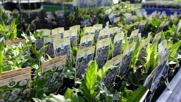 Kugeldistel, Edeldistel & Co: Diese Pflanzen locken Bienen und Schmetterlinge in Ihren Garten. Foto: inFranken.de