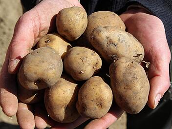 Kartoffeln gedeihen mit der Anhäufel-Technik noch besser. Foto: Bernd Wüstneck/dpa