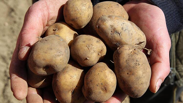 Kartoffeln gedeihen mit der Anhäufel-Technik noch besser. Foto: Bernd Wüstneck/dpa