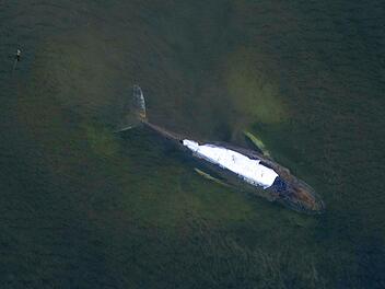 Luftbild von Buckelwal vor der Insel Poel
