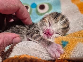 Tierheim Nürnberg: Muss Babykatze sterben?